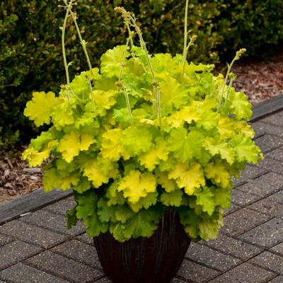 Heuchera