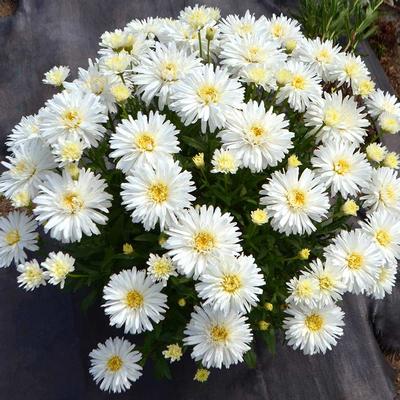 Leucanthemum