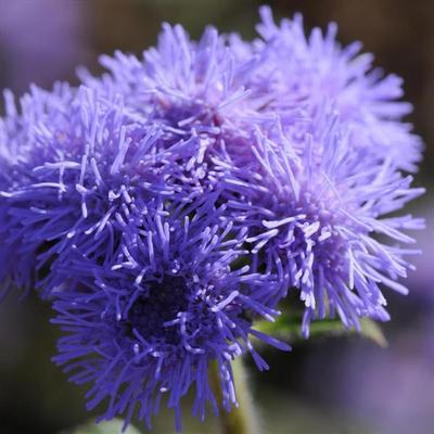 Ageratum