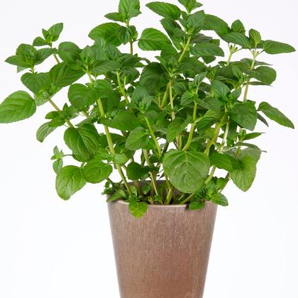 Mint