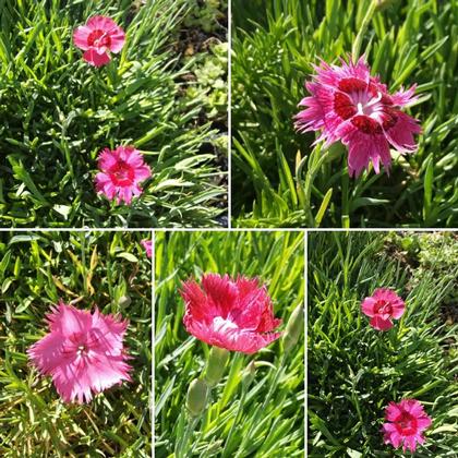 Dianthus g.
