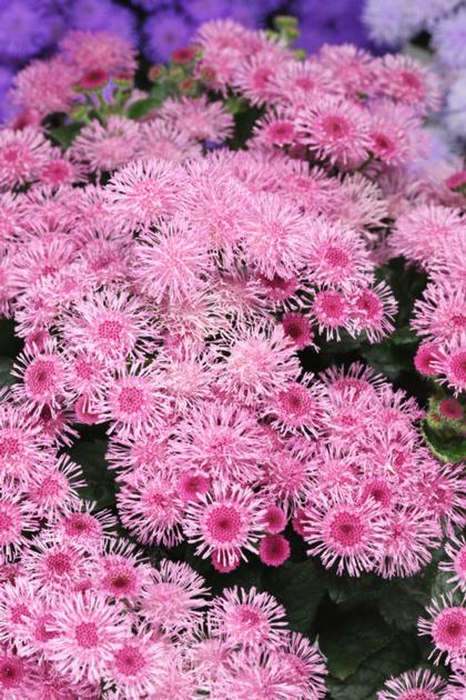 Ageratum