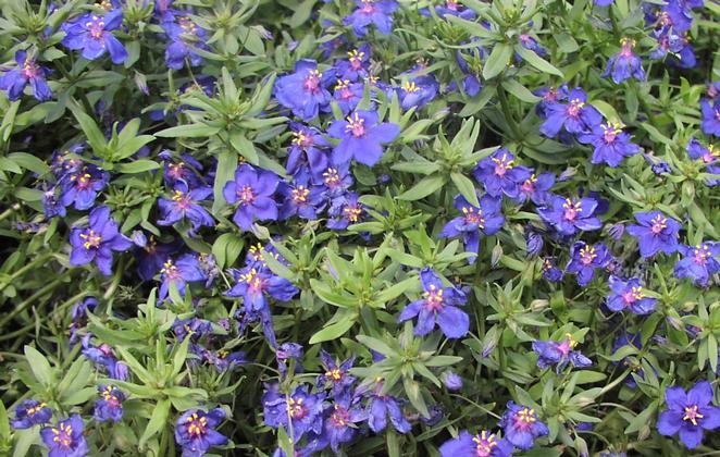 Anagallis