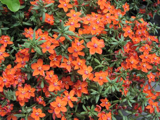 Anagallis