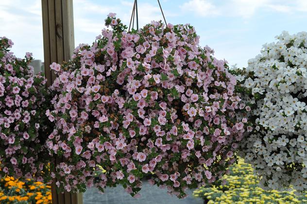 Bacopa