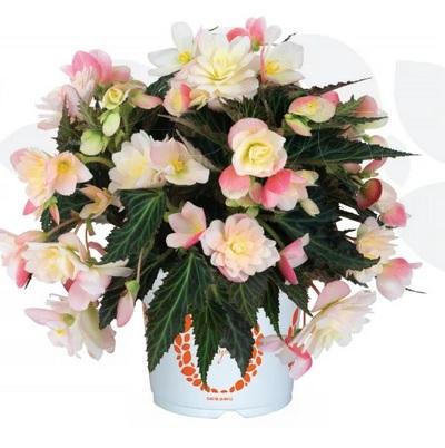 Begonia