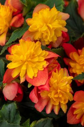 Begonia