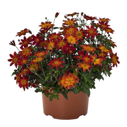 Bidens