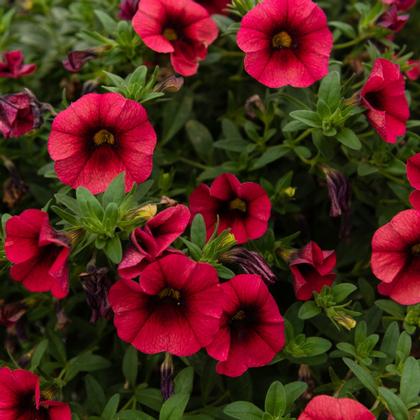 Calibrachoa
