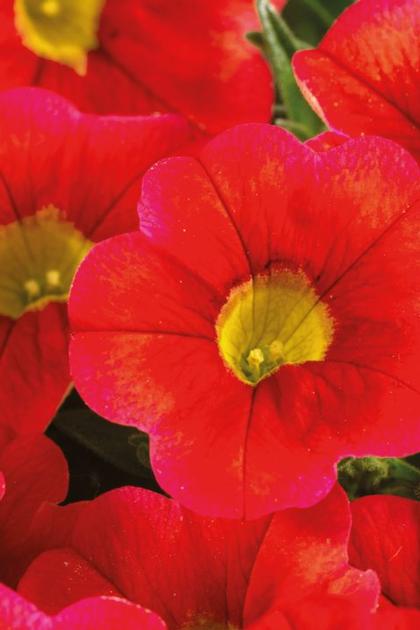 Calibrachoa