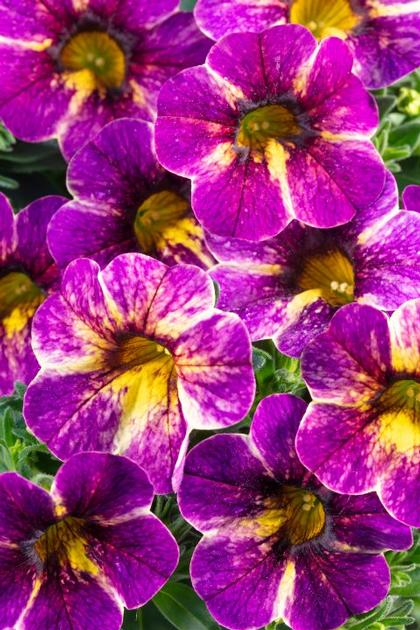 Calibrachoa