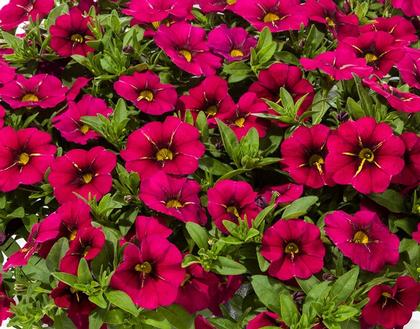 Calibrachoa