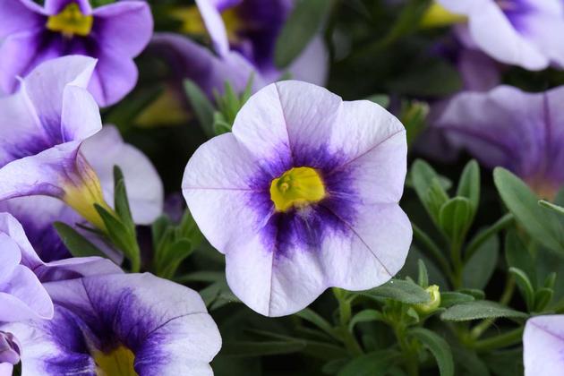 Calibrachoa