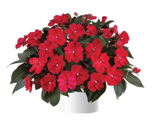 Impatiens