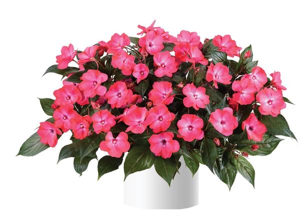 Impatiens