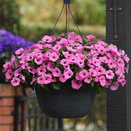 Petunia