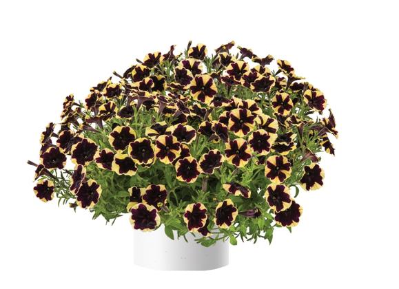 Petunia