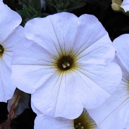 Petunia