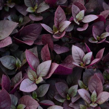 Photo courtesy of PanAmerican Seed