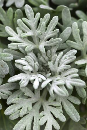 Artemisia