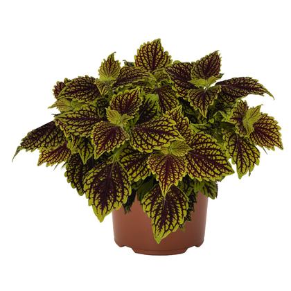 Coleus