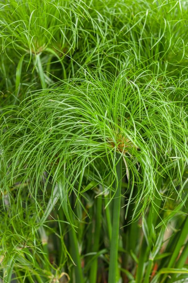 Cyperus 'Little Prince' - photo courtesy of Garden Center Marketing