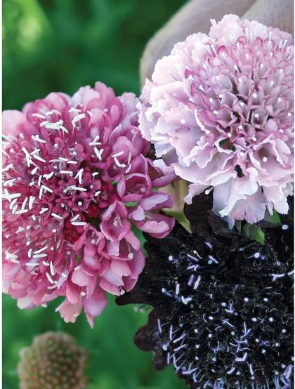 Scabiosa