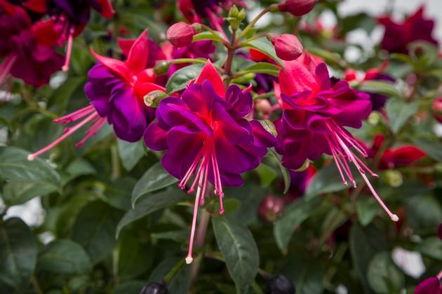 Fuchsia