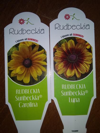 Rudbeckia