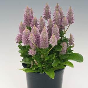 Ptilotus exaltatus