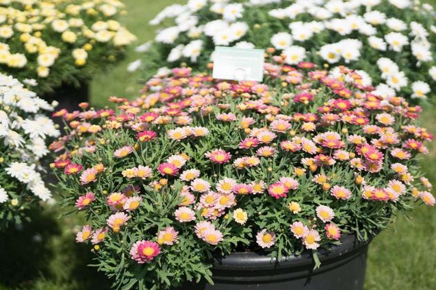 Argyranthemum