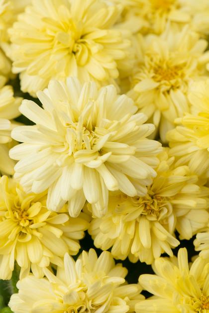 Argyranthemum