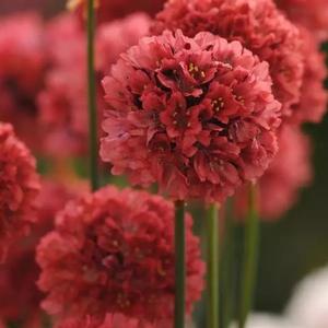 Armeria pseudarmeria