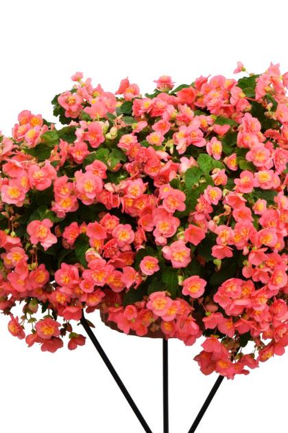 Begonia