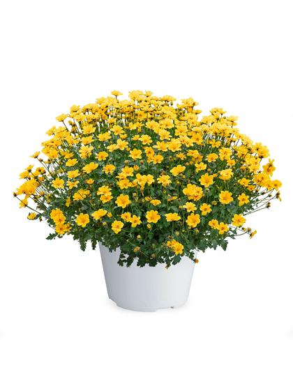 Bidens