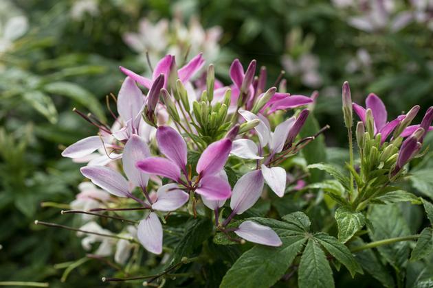 Cleome