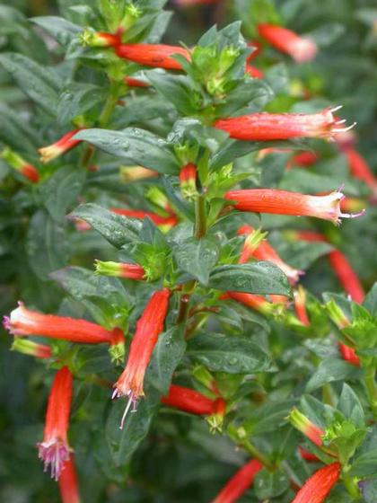 Courtesy Missouri Botanical Garden Plant Finder