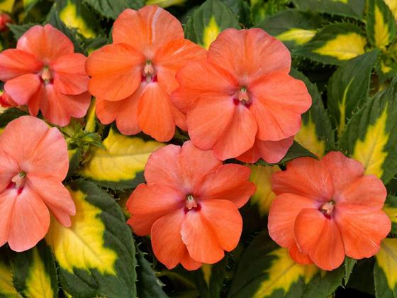 Impatiens