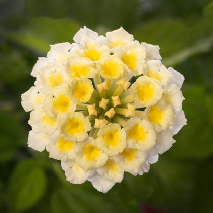 Lantana