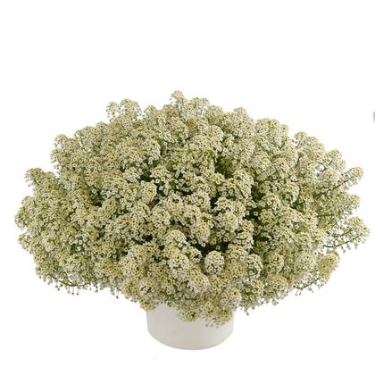 Lobularia