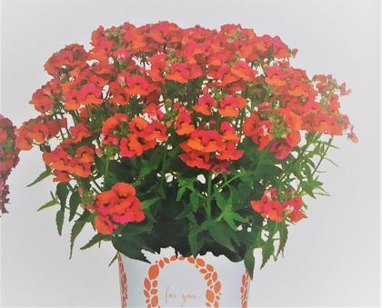 Nemesia