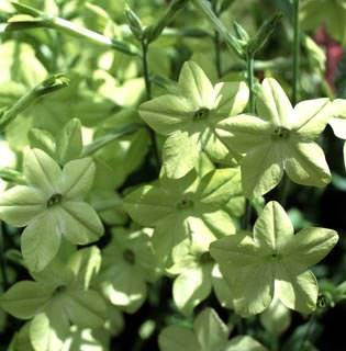 Nicotiana