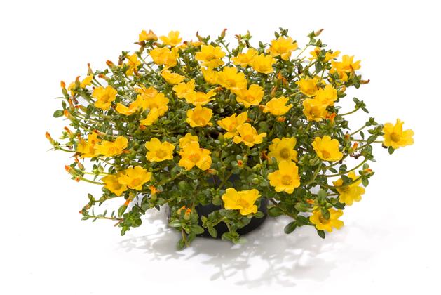 Portulaca