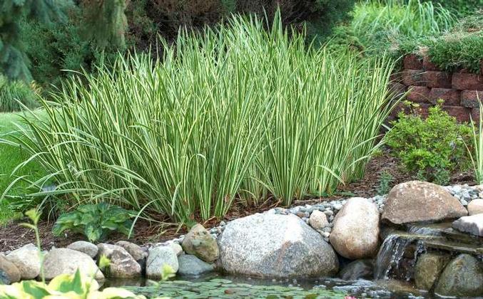 Acorus calamus