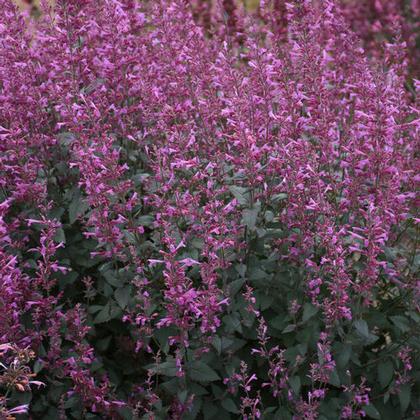 Agastache