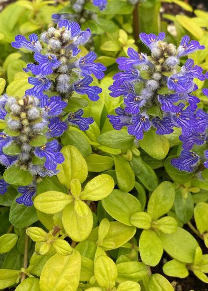 Ajuga tenorei