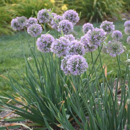 Allium