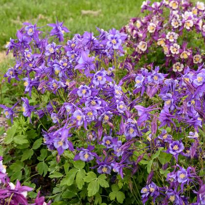 Aquilegia flabellata