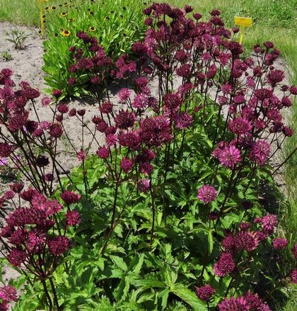 Astrantia major