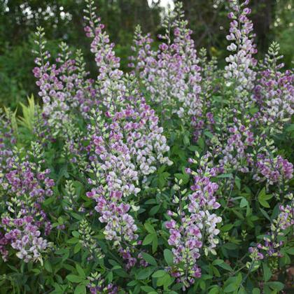 Baptisia